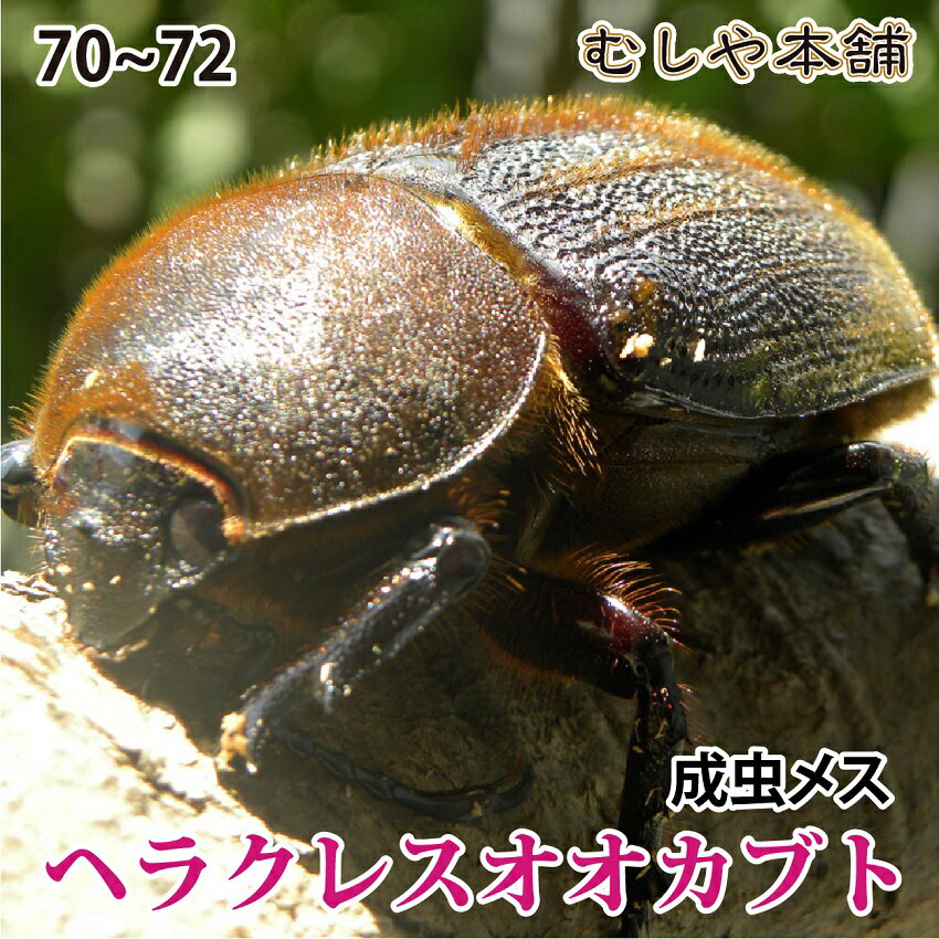 むしや本舗 大型 ヘラクレスオオカブト 成虫 メス単品 70〜71ミリ ヘラクレスヘラクレス カブトムシ 昆虫 生き物 飼育 単品 生体 外国産 ヘラクレス メス ペット ブリード カブトムシの王様 ヘラヘラ オールシーズン 夏休み 自由研究 ギフト プレゼントに 送料無料