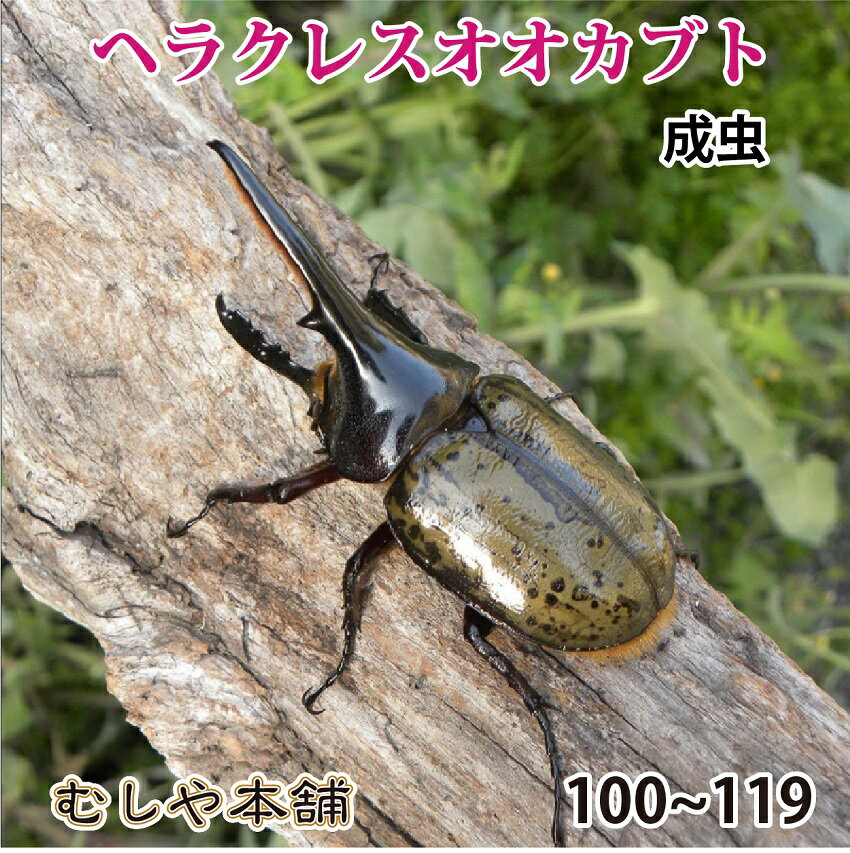 送料無料【ヘラクレスオオカブト成虫 オス100mm〜109mm（ヘラクレスヘラクレス）】 外国産 カブトムシ 昆虫 生体 ペット プレゼントに 消費税込