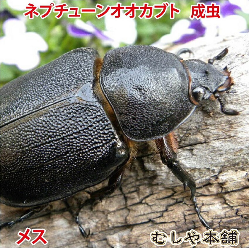 送料無料！【ネプチューンオオカブト 成虫 メス Lサイズ】外国産カブトムシ カブトムシ ネプチューン 生き物 ペット プレゼントに