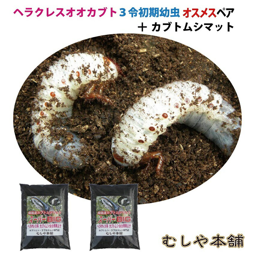 むしや本舗 カブトムシ☆が選べる!ヘラクレスオオ...の商品画像