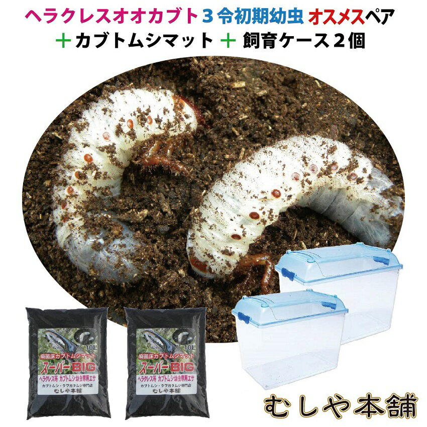 むしや本舗【カブトムシが選べる！ヘラクレスオオカブト3令初期幼虫オスメスペア 昆虫マット20L 飼育ケース2個のセット】（ヘラクレスヘラクレスorヘラクレスリッキー）