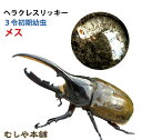 むしや本舗 ヘラクレス・リッキー 幼虫(3令初期)メス単品 ヘラクレスオオカブト ヘラクレスオオカブト幼虫 カブトムシ リッキー カブトムシ幼虫 幼虫 生き物 ...