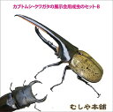 カブトムシ・クワガタの展示会用成虫のセット-B（大型7種類）【大口・大量購入】