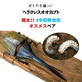 むしや本舗【ヘラクレスオオカブト（ヘラクレスヘラクレス） 3令初期 幼虫 オスメスペア】 カブトムシ ／ カブトムシ幼虫 ／ ヘラクレス幼虫 ／ ヘラクレス ／ 極太 ／ 大型