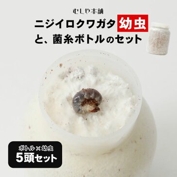 送料無料!【ニジイロクワガタ 1令〜2令幼虫5頭+新鮮な菌糸ボトル5個のセット】ニジイロクワガタ幼虫 菌糸ビン ニジイロクワガタ クワガタ幼虫 クワガタ