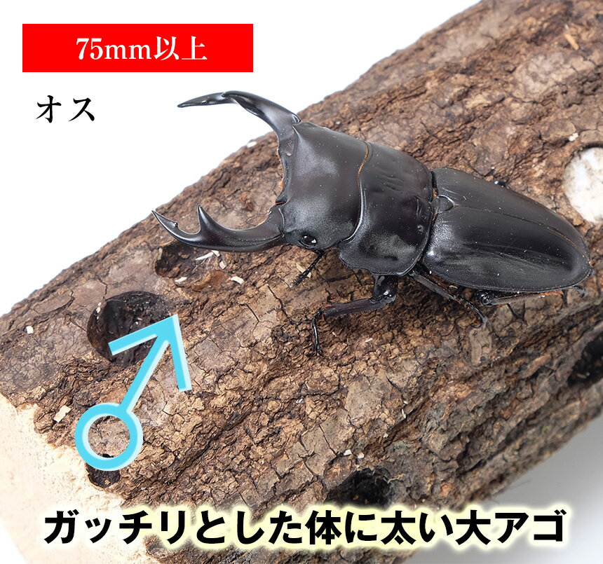 送料無料！【国産 オオクワガタ 成虫 オスメスペア LLサイズ】 クワガタ 昆虫 飼育 ブリード 生体 ペット