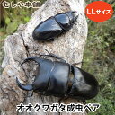 送料無料!【新成虫 国産 オオクワガタ 成虫 オスメスペア LLサイズ】 クワガタ 昆虫 オオクワ 生き物 ペット プレゼントに