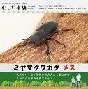 むしや本舗 ミヤマクワガタ成虫 メス単品 昆虫 ミヤマ クワガタ メス 単品 単体 国産ミヤマクワガタ エゾ型 フジ型 サト型 成虫 昆虫 生体 生き物 飼育 ...