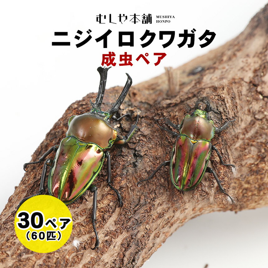 送料無料！【ニジイロクワガタ 成虫 オスメスペア M〜Lサイズ 30セット（60匹）】「大口・大量購入」昆虫 ニジイロ ペット クワガタ 生き物