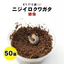 『エントリーでポイント5倍!』むしや本舗 ニジイロクワガタ幼虫 1〜2令 50頭 大口・大量購入 大量 昆虫 幼虫 ニジイロ ペット クワガタ セット 飼育 観...