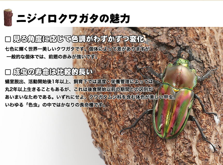 【ニジイロクワガタ 幼虫1頭】外国産クワガタ クワガタ幼虫 生体 昆虫 プレゼントに