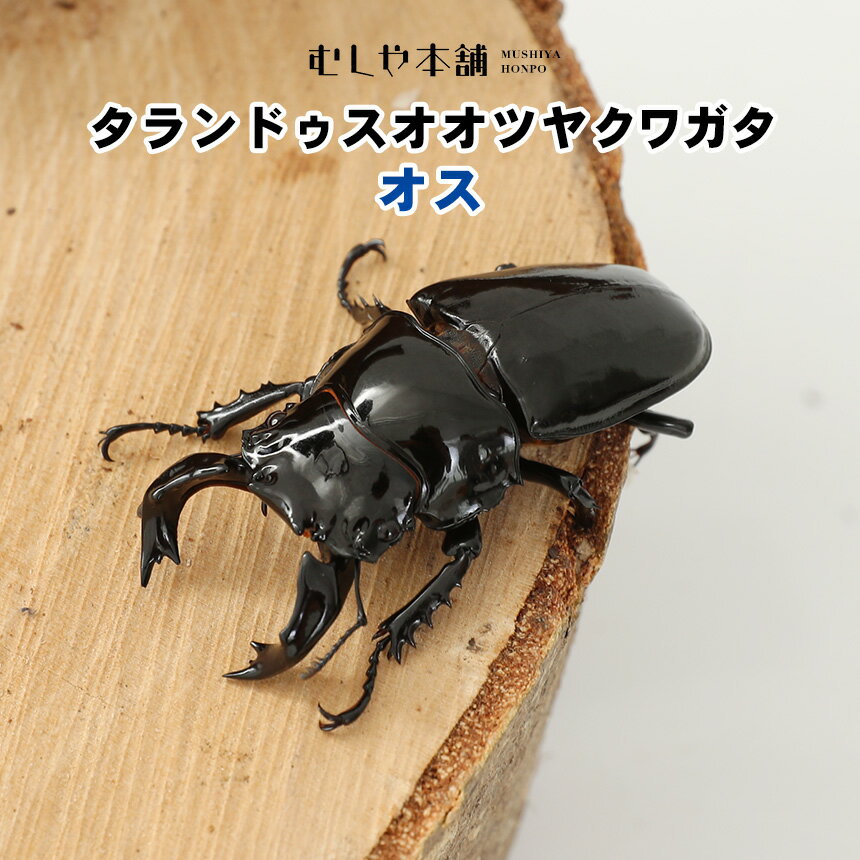 むしや本舗【タランドゥスオオツヤクワガタ オス単品】クワガタ／タランドゥス／昆虫／ツヤクワガタ／ペット ／生体