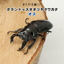 むしや本舗【タランドゥスオオツヤクワガタ オス単品 特大サイズ】クワガタ／タランドゥス／昆虫／ツヤクワガタ／ペット ／生体クワガタ 昆虫 ペット 生き物