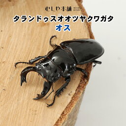 むしや本舗【タランドゥスオオツヤクワガタ オス単品 特大サイズ】クワガタ／タランドゥス／昆虫／ツヤクワガタ／ペット ／生体クワガタ 昆虫 ペット 生き物