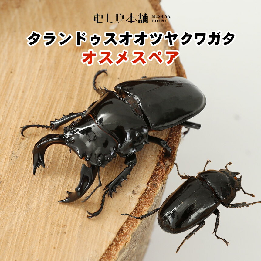 グラントシロカブト 新成虫 未使用 生体 ♂♀大型ペア ♂73.2mm ♀52.2mm 黒点の少ない血統 外国産カブトムシ 白いカブトムシ ペット 別名ホワイトヘラクレス 昆虫 (発送:60サイズ)