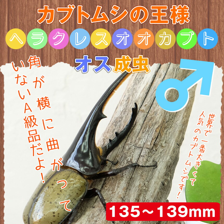 【ヘラクレスオオカブト成虫 オス大型の135mm〜139mm（ヘラクレスヘラクレス）】 外国産 カブトムシ 昆虫 生体 ペット プレゼント 消費税込 送料無料