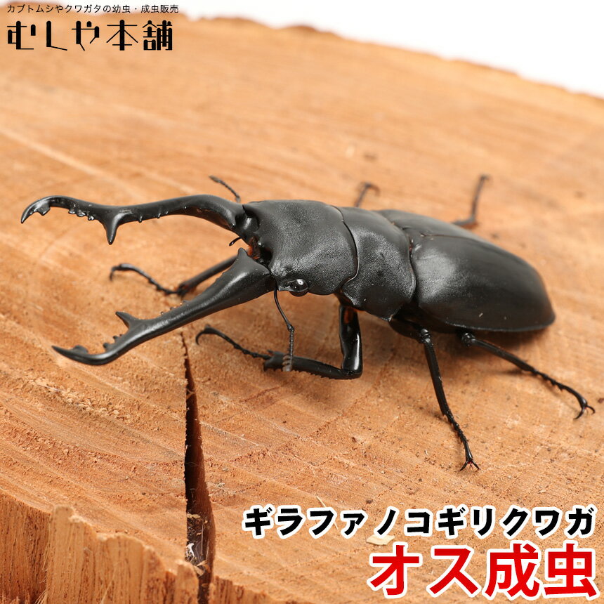 【ギラファノコギリクワガタ 成虫 オス単品 ブリード品】クワガタ／ノコギリクワガタ／ 昆虫／ ペット／ 生物／ギラファ