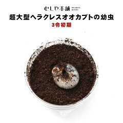https://thumbnail.image.rakuten.co.jp/@0_mall/auc-mushiyahonpo/cabinet/ef/item/h_3reis_kago.jpg