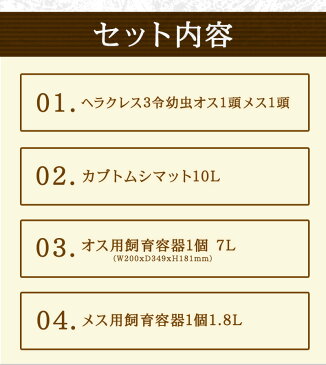 送料無料！【ヘラクレスヘラクレス幼虫（3令初期）オスメスペア+飼育セット（カブトムシマット・飼育容器2種）】 巣ごもり応援商品！