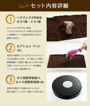 送料無料!【ヘラクレスヘラクレス幼虫(3令初期)オスメスペア+飼育セット(カブトムシマット・飼育容器2種)】 巣ごもり応援商品!