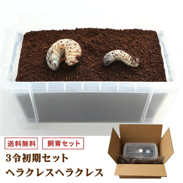 送料無料!【ヘラクレスヘラクレス幼虫(3令初期)オスメスペア+飼育セット(カブトムシマット・飼育容器2種)】 巣ごもり応援商品!