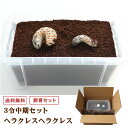 むしや本舗（ヘラクレスヘラクレス3令幼虫オスメスペア＋カブトムシマット＋飼育容器2種）