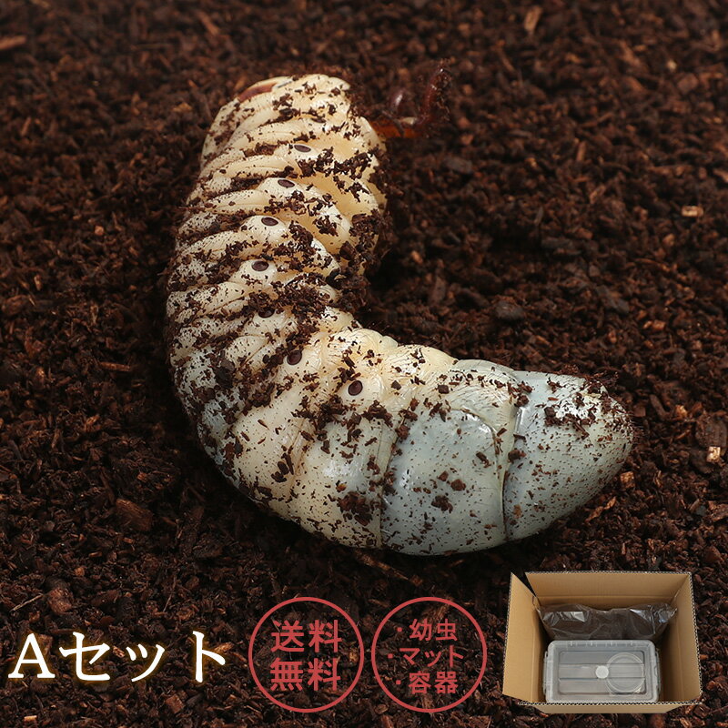 むしや本舗【「Aセット」国産 カブトムシ 3令 幼虫 オスメスペア＋カブトムシマット＋飼育容器】ペット／生体／昆虫／かぶとむし／幼虫