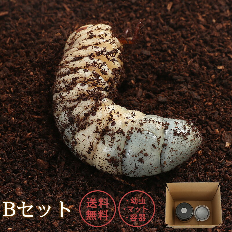 むしや本舗【「Bセット」国産カブトムシ 3令 幼虫1頭＋カブトムシマット＋飼育容器1個】ペット／生体／昆虫／かぶとむし／幼虫