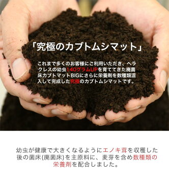 送料無料!【超高カロリー!廃菌床 カブトムシマット「スーパーBIG」10リットル 3袋】スーパービッグ 昆虫マット カブトムシ幼虫のえさ 幼虫餌 えさ 完熟マット カブトマット