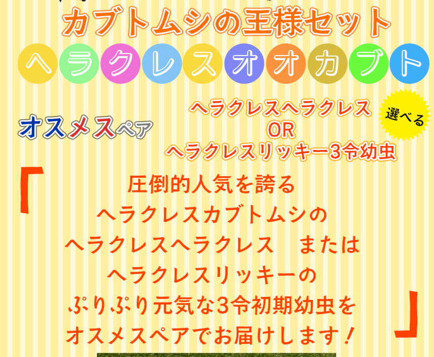 むしや本舗 カブトムシ☆が選べる!ヘラクレスオ...の紹介画像3