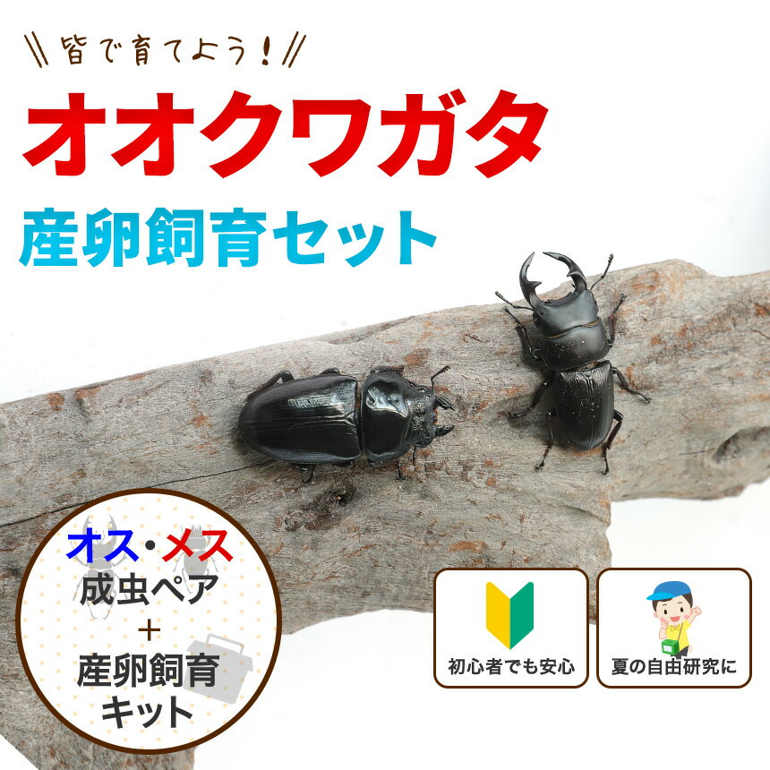 むしや本舗「国産 オオクワガタ 成虫 大型ペア...の紹介画像2