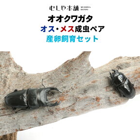 むしや本舗「国産 オオクワガタ 成虫 大型ペア+産卵飼育セット」ペット ／ オオクワ／ クワガタ／ 生き物／ ブリード／ プレゼントに