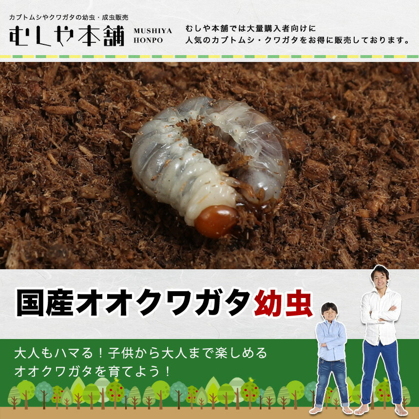 送料無料！【国産 オオクワガタ 幼虫 1〜2令 100頭】大口・大量購入ペット 昆虫 生体