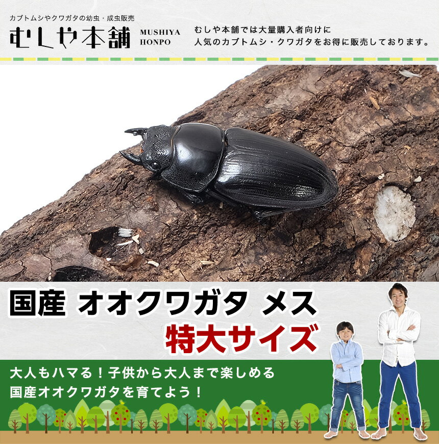 送料無料！【新成虫！国産 オオクワガタ 成虫 メス 特大サイズ 51ミリ】昆虫 クワガタ ブリード 生き物 ペット