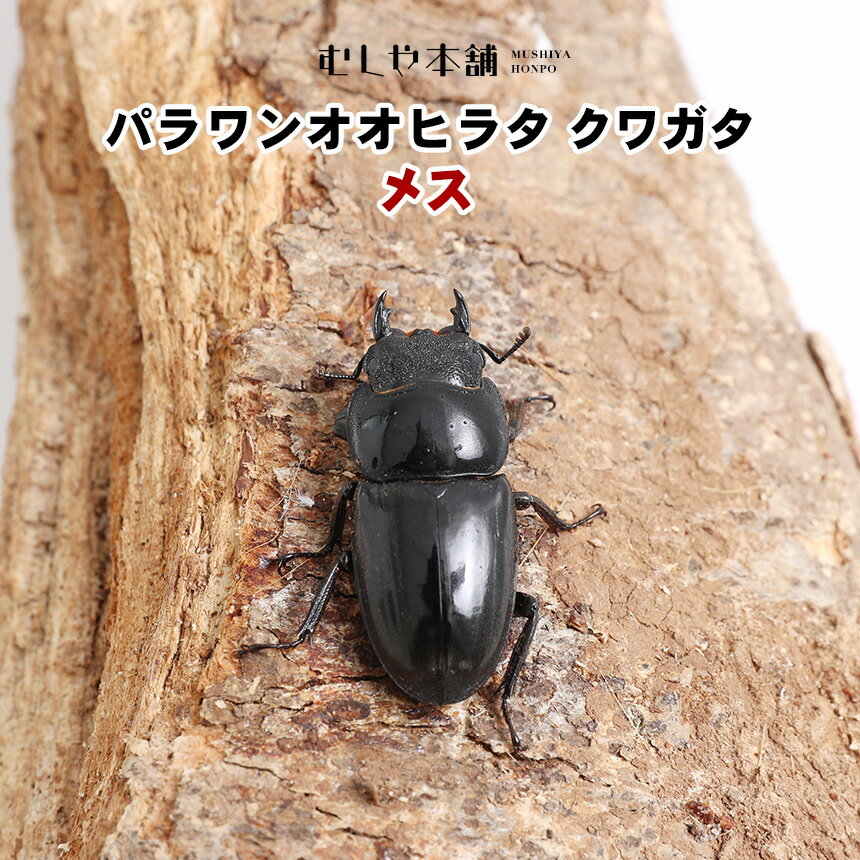 むしや本舗クワガタ ヒラタクワガタ 昆虫 ペット 生物