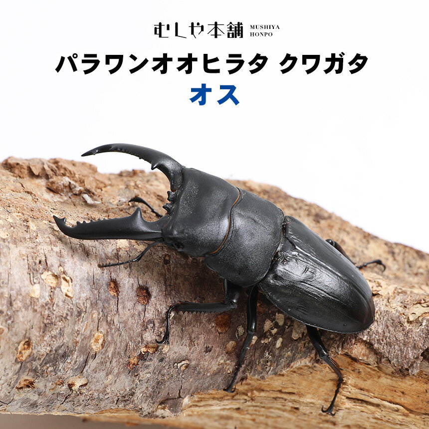 送料無料！【パラワンオオヒラタクワガタ成虫 オス Sサイズ ブリード品】クワガタ ヒラタクワガタ 昆虫 ペット 生物