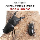 むしや本舗クワガタ ヒラタクワガタ 昆虫 ペット 生物