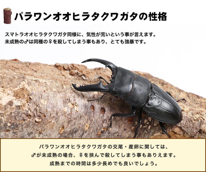 送料無料！【パラワンオオヒラタクワガタ成虫 オス Mサイズ ブリード品】クワガタ ヒラタクワガタ 昆虫 ペット 生物