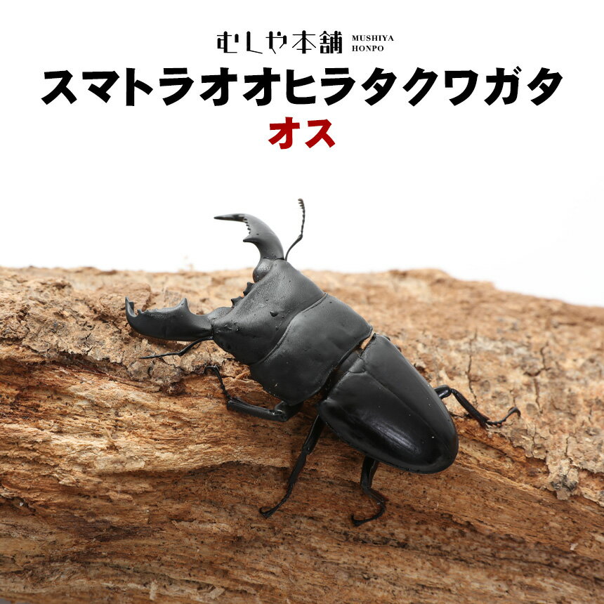 人気のアチェ産　ブリード品 【和　名】スマトラヒラタクワガタ　アチェ産 【学　名】 Dorcus titanus titanus 【産　地】スマトラ島　アチェ産　ブリード品 【サイズ】Sサイズ（オス 50～69ミリ） 　　　　　Mサイズ（オス 70～79ミリ） 　　　　　Lサイズ（オス 80～89ミリ） 　　　　　LLサイズ（オス 90～92ミリ） 　　　　　LLLサイズ（オス 93～95ミリ） 　　　　　特大サイズ（オス 96～97ミリ） 　　　　　超特大サイズ（オス 98～99ミリ） 【羽化日】羽化後、1～6ヶ月以内 【寿　命】1〜2年ブリード品は長生きします ※画像は、同等の参考です ※複数店舗で販売の為在庫有の表示時も在庫切れの場合もございます。 ご注文後に改めて在庫を確認しご連絡致します。むしや本舗は 「ヘラクレスオオカブト」の成虫、幼虫を中心に インドネシアより輸入の多くの種類の天然品カブトムシ、クワガタをリーズナブルな価格で販売しています。