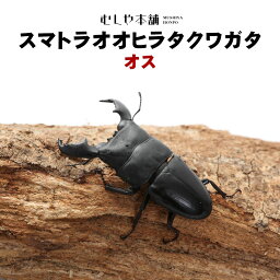 むしや本舗【スマトラオオヒラタクワガタ 成虫 オス アチェ産】スマトラヒラタ スマトラ ヒラタクワガタ　クワガタ