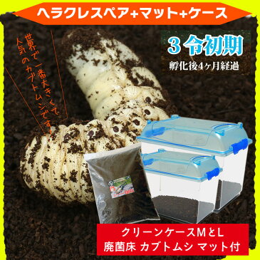 送料無料！【カブトムシが選べる！ヘラクレスオオカブト3令初期幼虫オスメスペア+昆虫マット20L+飼育ケース2個のセット】（ヘラクレスヘラクレスorヘラクレスリッキー）