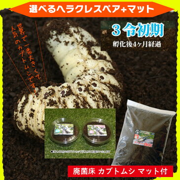 送料無料!カブトムシ☆が選べる!ヘラクレスオオカブト3令初期幼虫オスメスペア+カブトムシ マット(昆虫マット)のセット☆(ヘラクレスヘラクレスorヘラクレスリッキー)♪