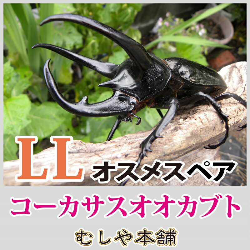 コーカサスオオカブトムシ成虫オスメスペア　LLサイズ