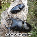 送料無料！【国産 オオクワガタ 成虫 ペア Sサイズ】 クワガタ 昆虫 飼育 ブリード 生体 ペット