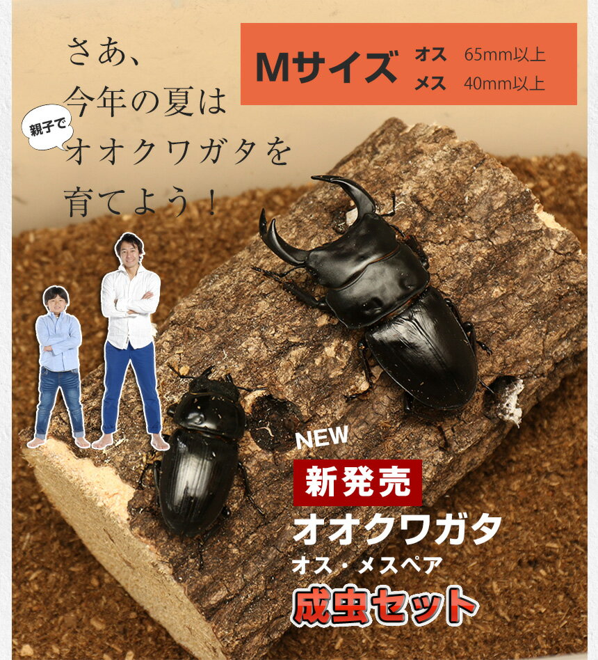 送料無料！【国産オオクワガタ 成虫 オスメスペア Mサイズ】 クワガタ 昆虫 飼育 ブリード 生体 ペット