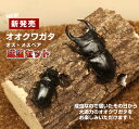 大アゴが太いオリジナルの個体！オスメス成虫のペアです。 【商品名】国産オオクワガタ 成虫 オスメスペア 【学　名】Dorcus hopei binodulsus 【体　長】Sサイズ（50ミリ以上） 　　　　　Mサイズ（60ミリ以上） 　　　　　Lサイズ（70ミリ以上） 　　　　　LLサイズ（75ミリ以上） 　　　　　LLLサイズ（78～79ミリ） 　　　　　4Lサイズ（80～81ミリ） 　　　　　特大サイズ（82～83ミリ） 　　　　　超特大サイズ（84～85ミリ） 　　　　　スーパー特大サイズ（86～87ミリ） 【羽　化】羽化後、約1～6ヶ月以内 【累　代】CB 【生産地】津山 【寿　命】約3年〜5年 【飼　育】 20〜25度が理想ですが、低温でも弱ってしまう事はほとんどありません。冬場は冬眠します。 大アゴが太い個体が人気があります。 （写真は、同等のイメージです） 配送用の小さな容器に入れてのお届けとなります！ 飼育に必要なものが全て揃った飼育セットも、ぜひ一緒にご注文下さい。 1梱包にまとめてお届け致します！ ※複数のサイトでも同じ個体を販売しておりますので、購入のタイミング次第では在庫切れの場合もございます。 先にご注文の方を優先いたしますので予めご了承下さい。 同等品がある場合はご案内させて頂きます。