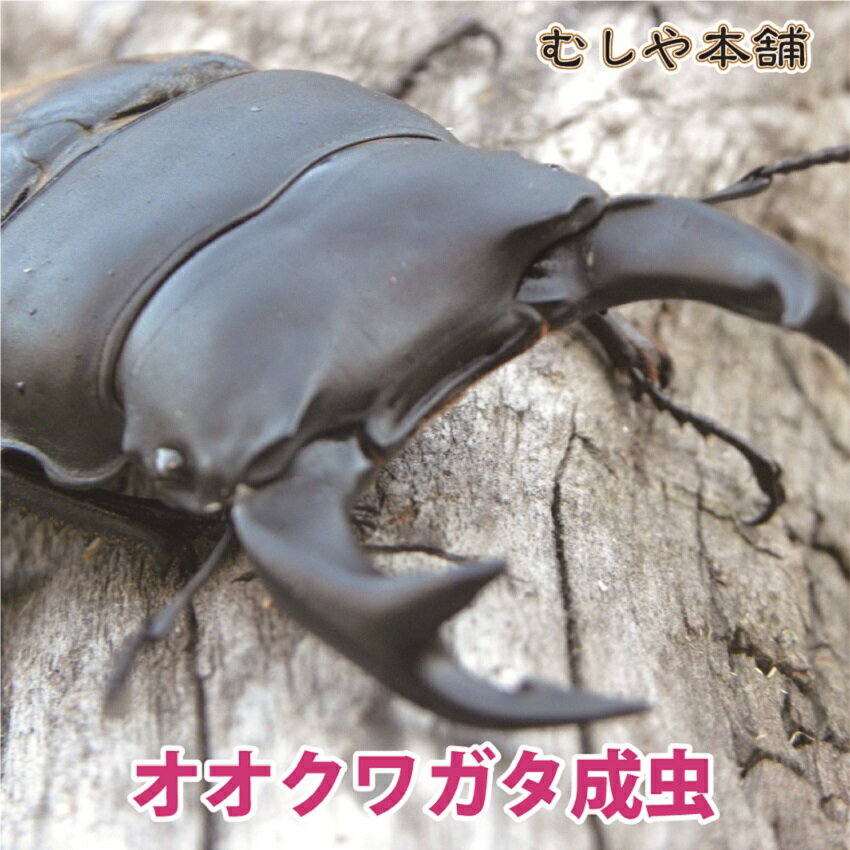 むしや本舗【新成虫 国産 オオクワガタ 成虫 オス単品 Lサイズ 70ミリ以上】クワガタ／昆虫／オオクワ／生き物／ペット／プレゼントに