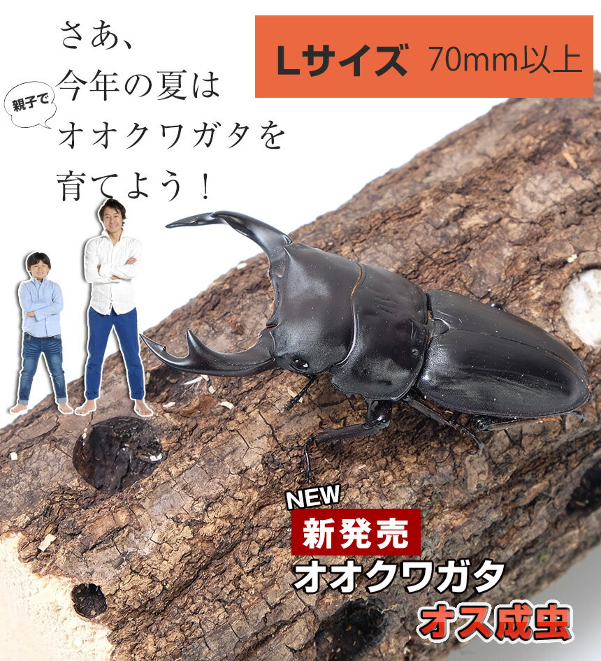 送料無料！【国産 オオクワガタ 成虫 オス Lサイズ】クワガタ 昆虫 生体 ペット プレゼントに