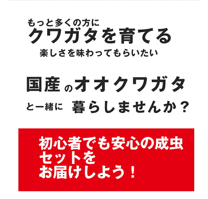 送料無料！【国産 オオクワガタ 成虫 オス Lサイズ】クワガタ 昆虫 生体 ペット プレゼントに