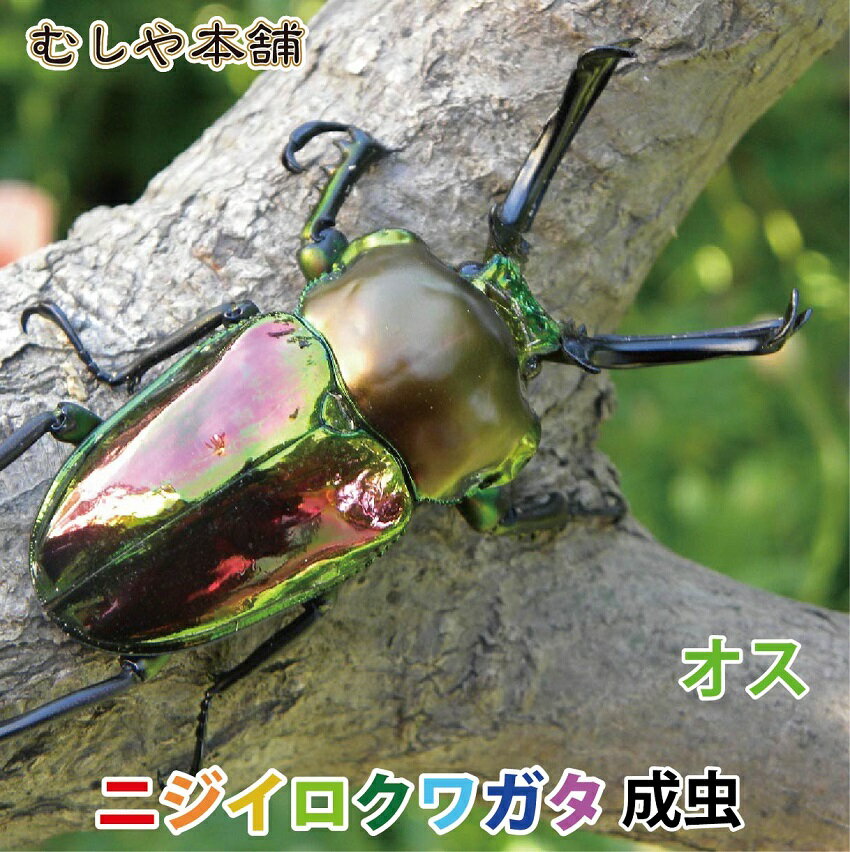 送料無料！【ニジイロクワガタ成虫 オス単品 特大サイズ】外国産クワガタ クワガタ成虫 クワガタ ニジイロ 生体 昆虫 ペット プレゼントに！